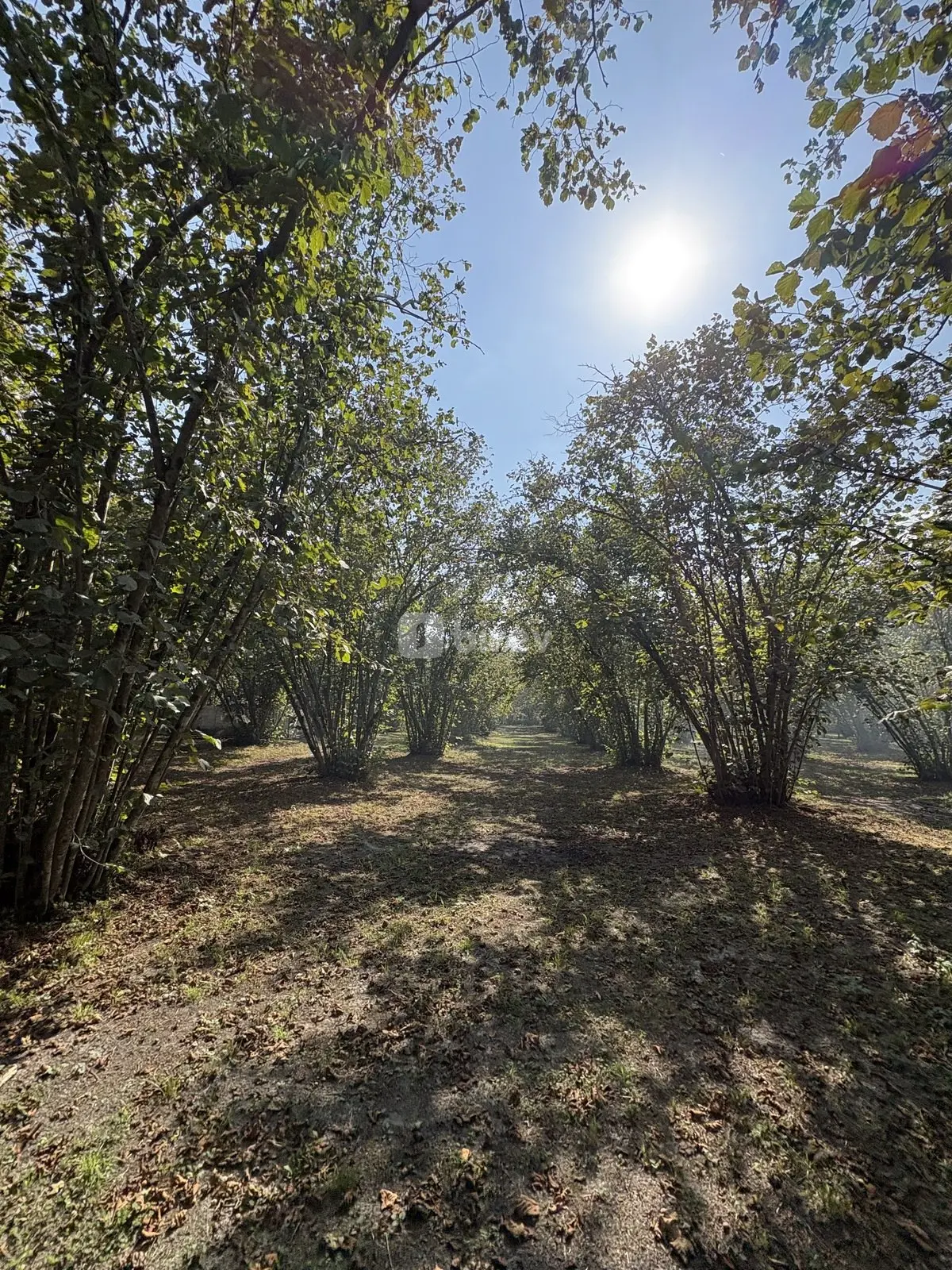 Участок 10 соток, Габалинский район, Qəbələ şəhəri, Габалинский район — фото 2