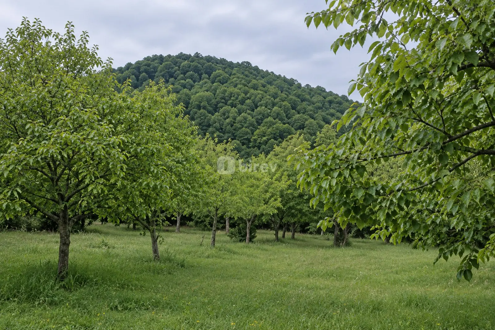 Участок 7 соток, Бум, Qəbələ rayonu, Габалинский район — фото 2