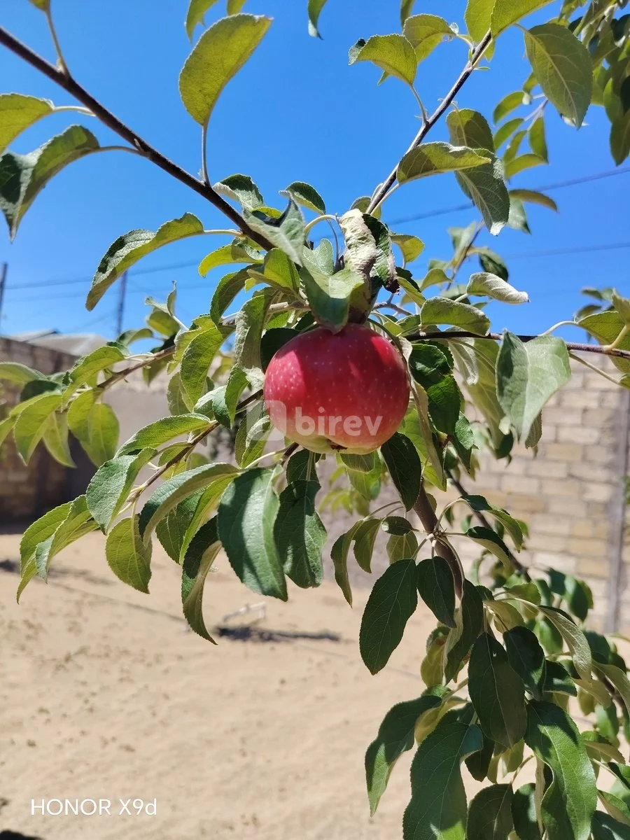 4-комнатный дом, пос. Бильгя, Üzeyir Hacıbəyov küçəsi, Сабунчинский район — фото 17
