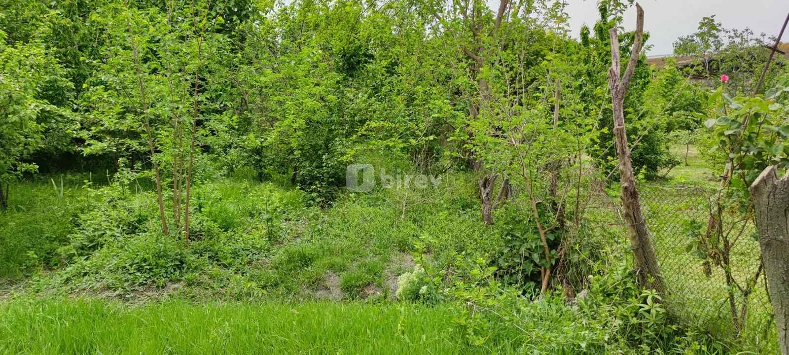 Участок 19 соток, Агдашский район, Ağdaş rayonu., Агдашский район — фото 3
