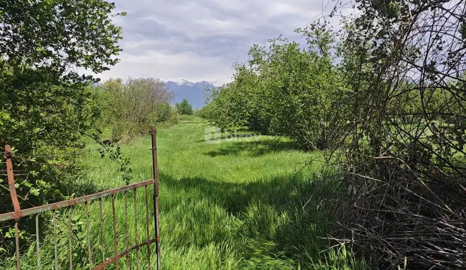 Участок 60 соток, Габалинский район, Qəbələ r. (Böyük Pirəli) — фото 2