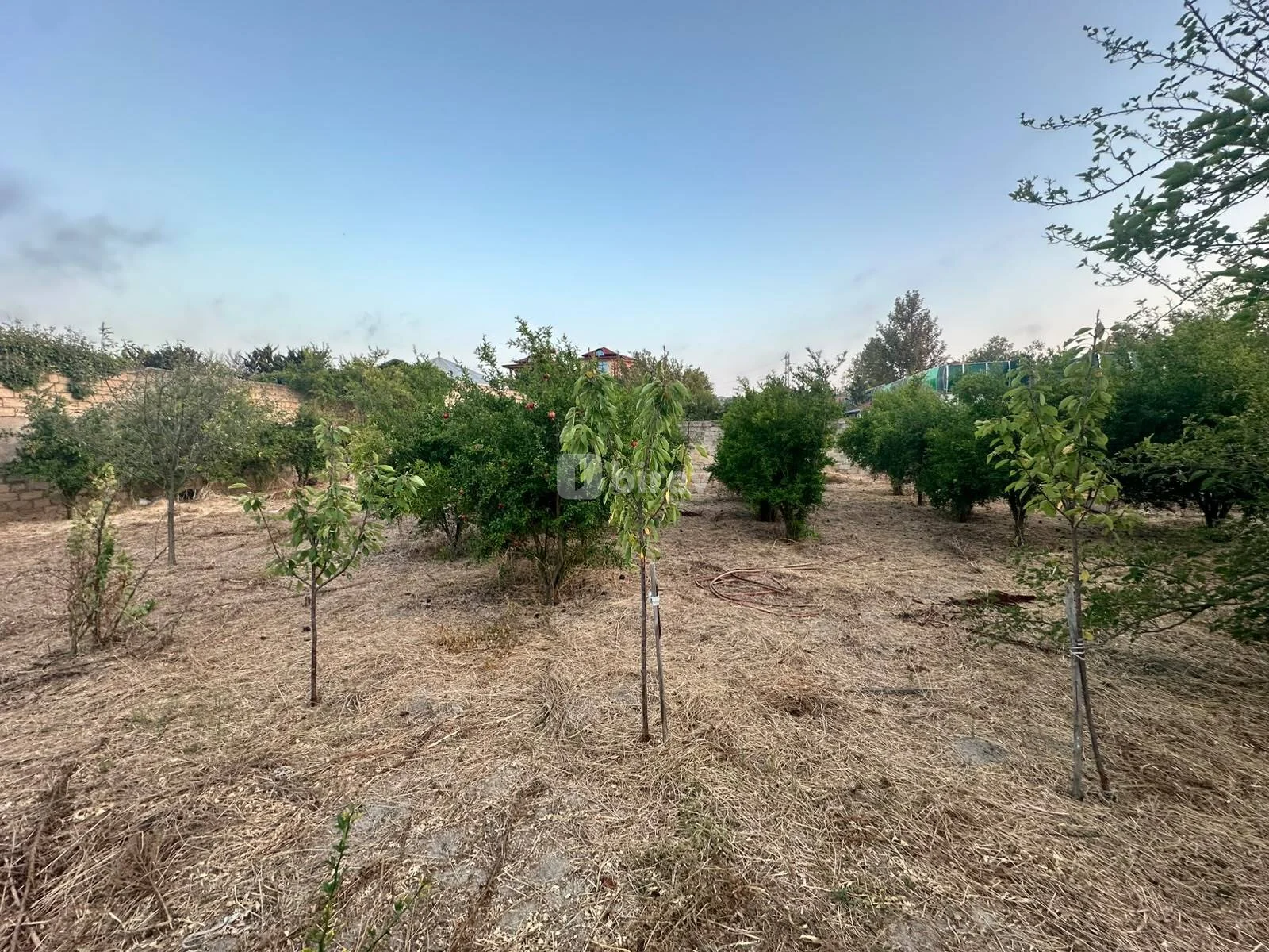 Участок 2,5 сотки, пос. Новханы, novxani baglari, Абшеронский район — фото 2