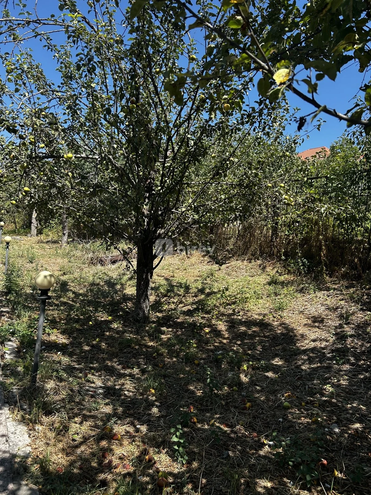 10 sot torpaq, Çuxuryurd, Çuxuryurd kəndi, Şamaxı rayonu — şəkil 5