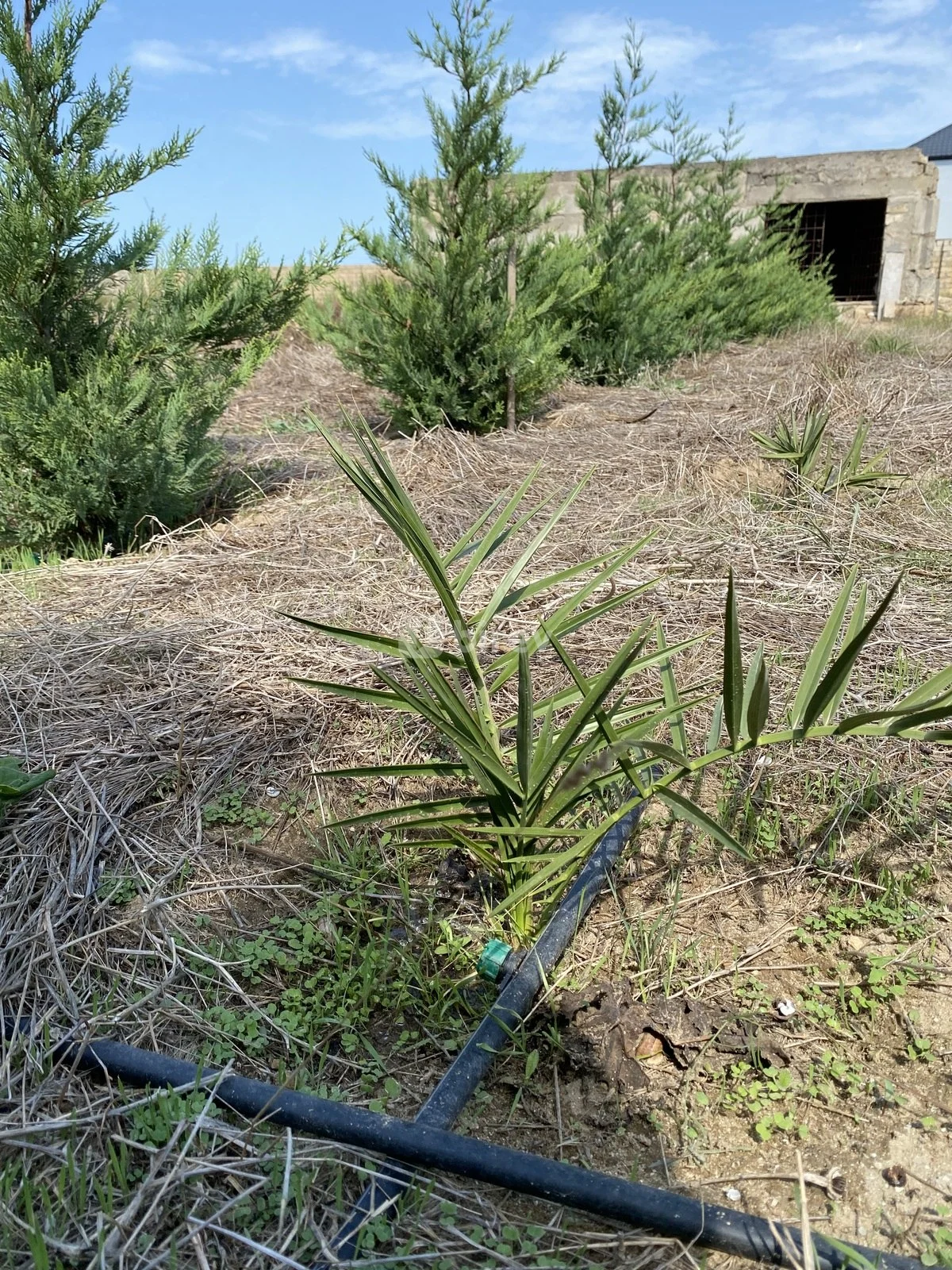 12 sot torpaq, Nardaran q., Nardaran qəs., Sabunçu rayonu — şəkil 6