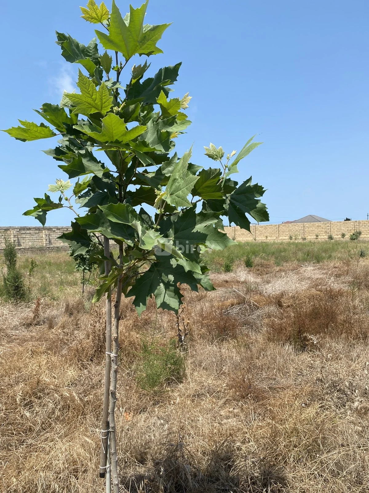 12 sot torpaq, Nardaran q., Nardaran qəs., Sabunçu rayonu — şəkil 7