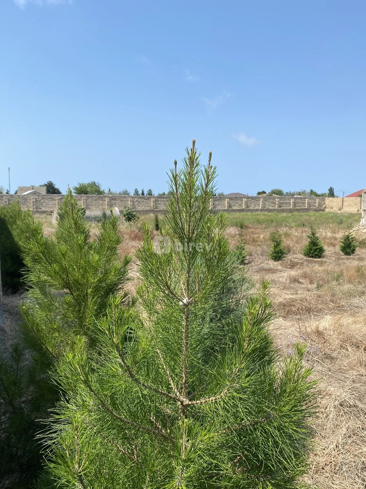 12 sot torpaq, Nardaran q., Nardaran qəs., Sabunçu rayonu — şəkil 11