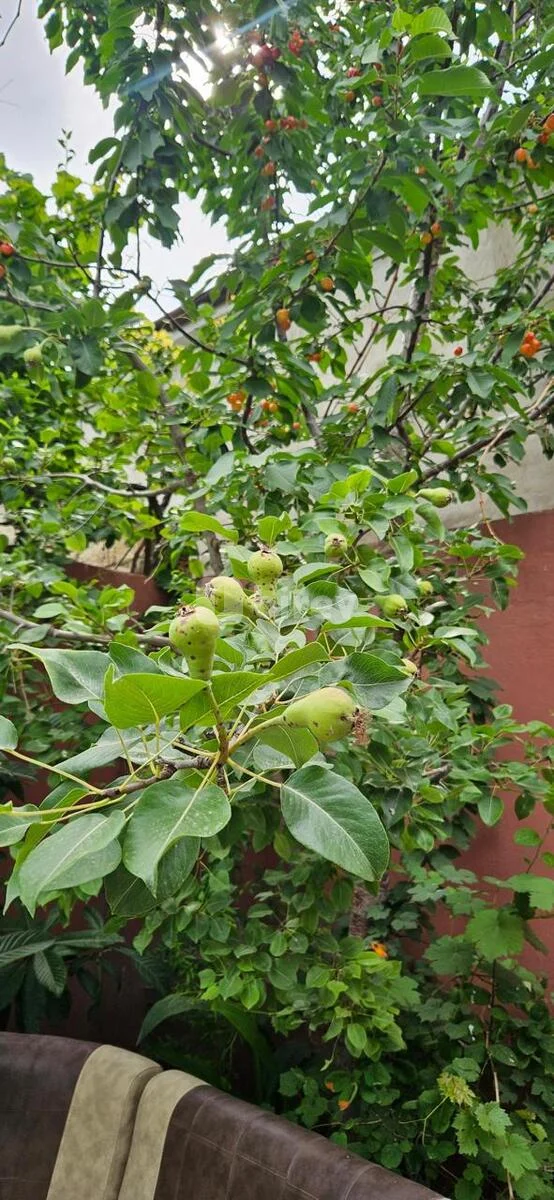 4 otaqlı həyət evi, Binə q., Binə qəsəbəsi, Xəzər rayonu — şəkil 14