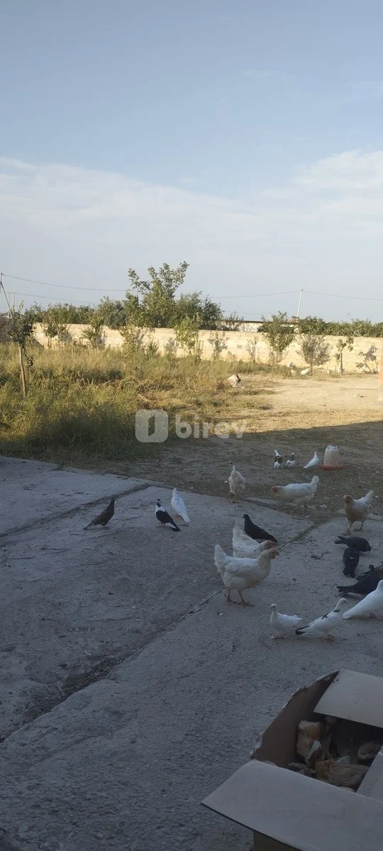 3 otaqlı həyət evi, Sumqayıt şəhəri, Yaşma bağları, Sumqayıt şəhəri — şəkil 11