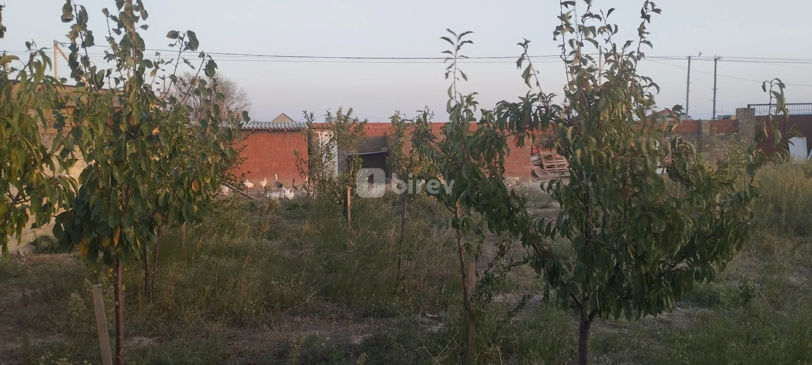 3 otaqlı həyət evi, Sumqayıt şəhəri, Yaşma bağları, Sumqayıt şəhəri — şəkil 12