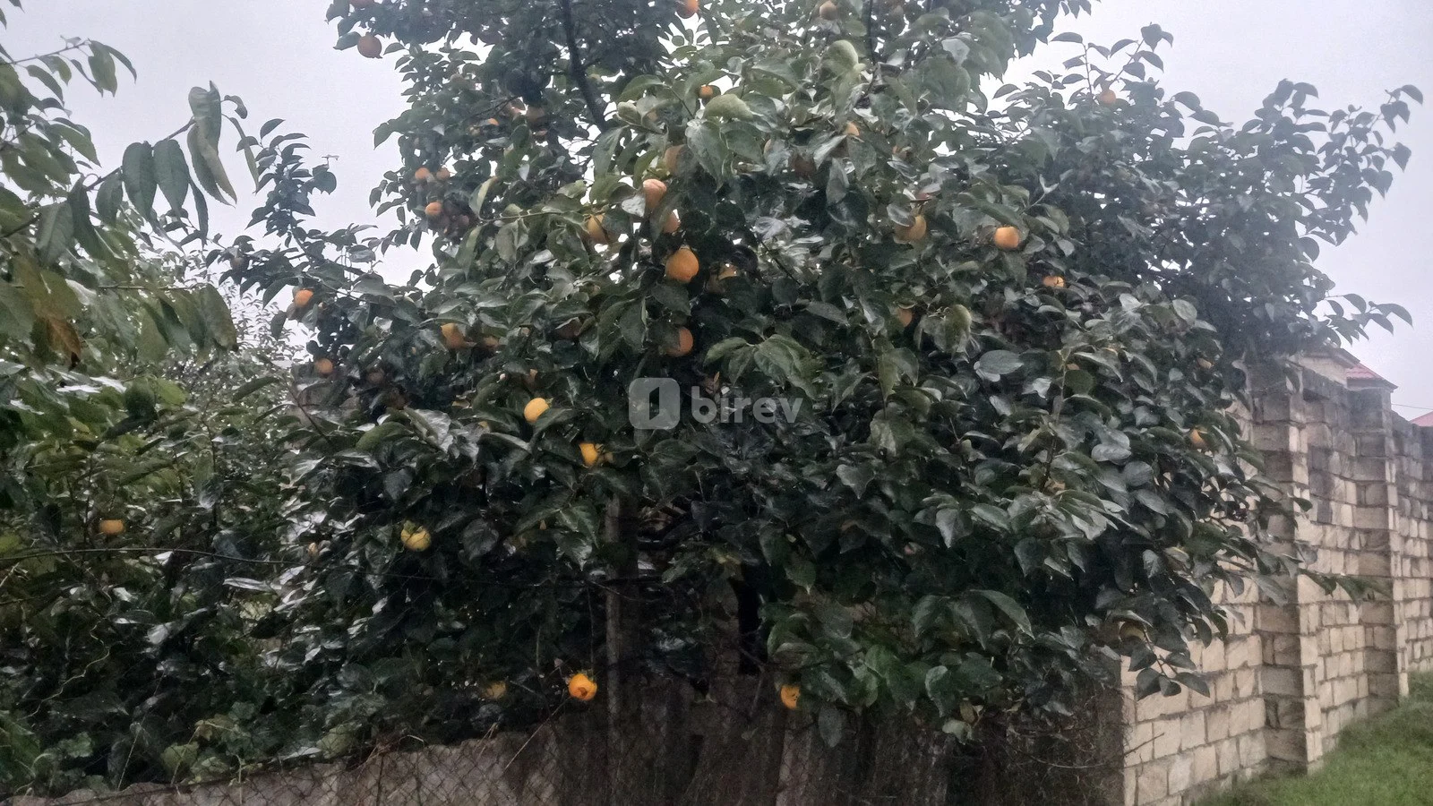 8 sot torpaq, Quba rayonu, Quba rayonu — şəkil 5