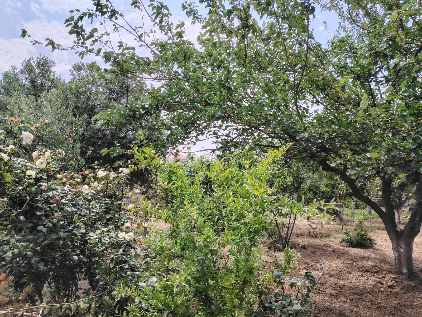 4 otaqlı həyət evi, Saray q., Saray qəsəbəsi, Abşeron rayonu — şəkil 11