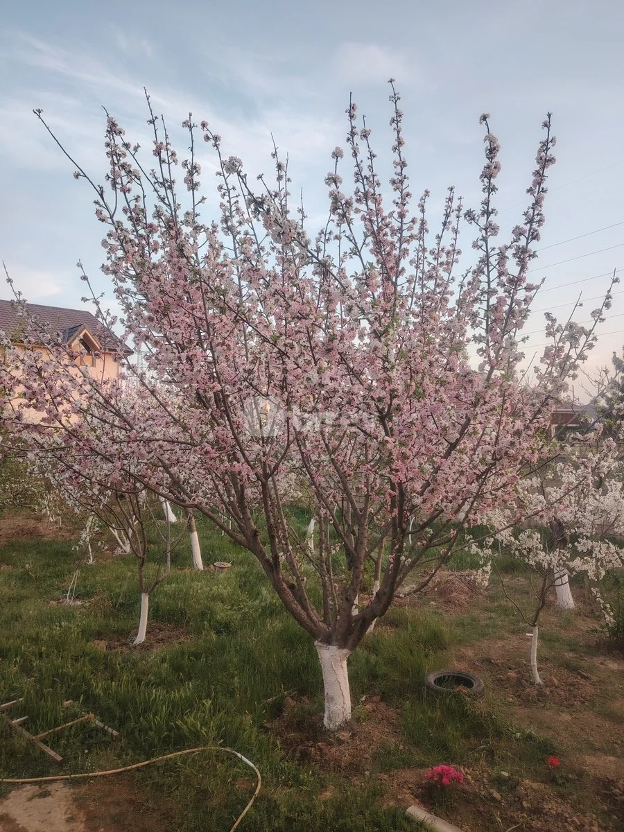 4 otaqlı həyət evi, Saray q., Saray qəsəbəsi, Abşeron rayonu — şəkil 12