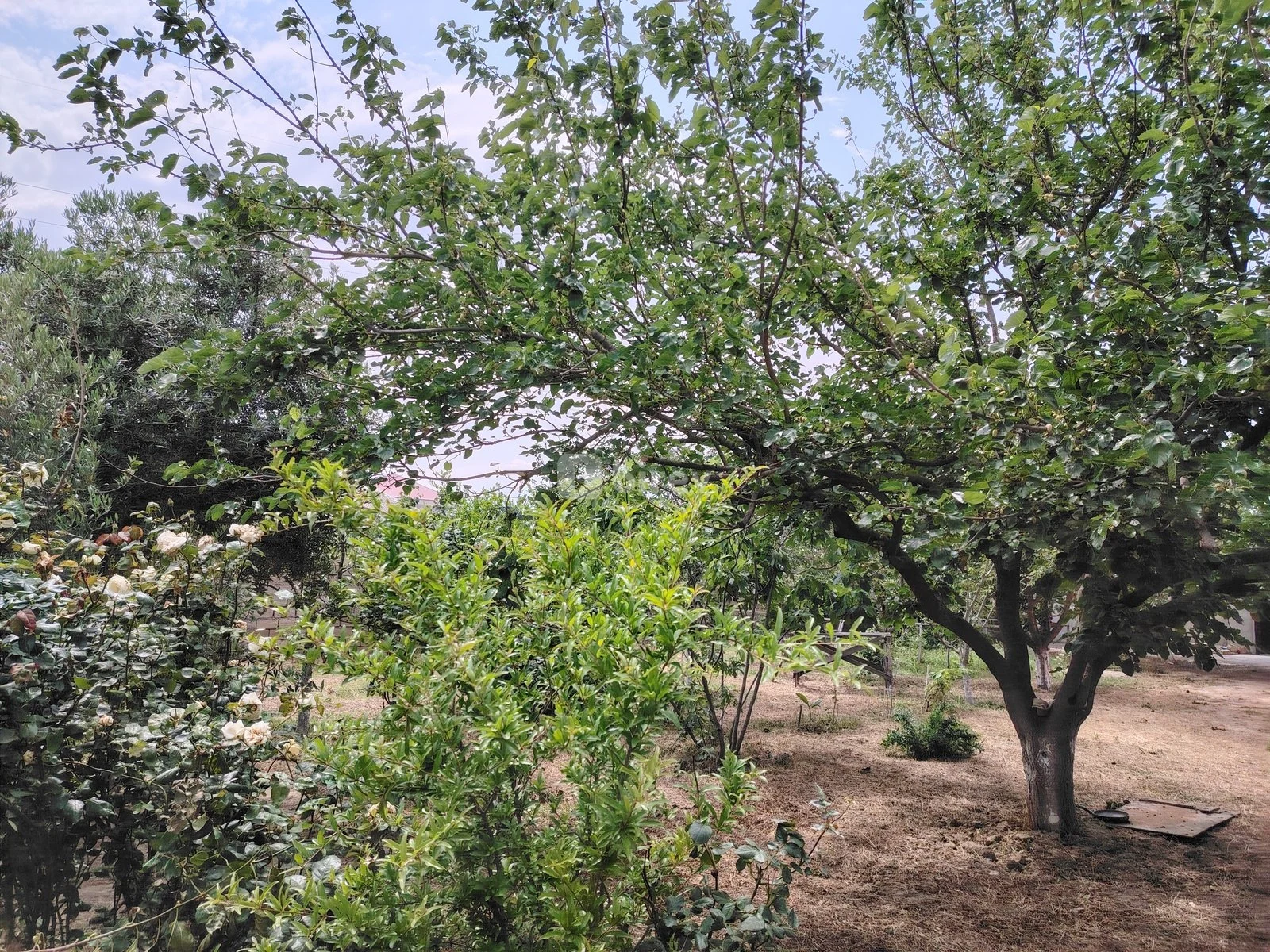 4 otaqlı həyət evi, Saray q., Saray qəsəbəsi, Abşeron rayonu — şəkil 13
