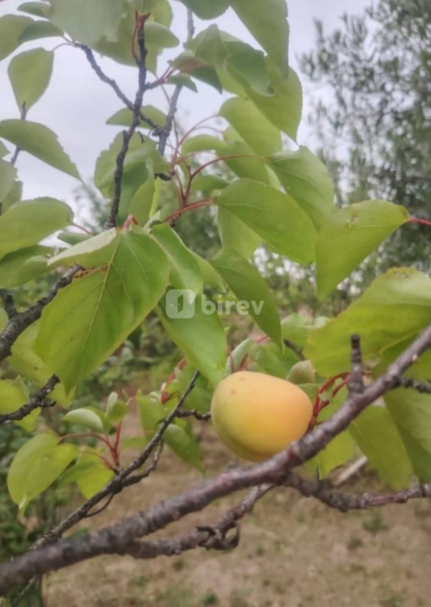 4 otaqlı həyət evi, Saray q., Saray qəsəbəsi, Abşeron rayonu — şəkil 14