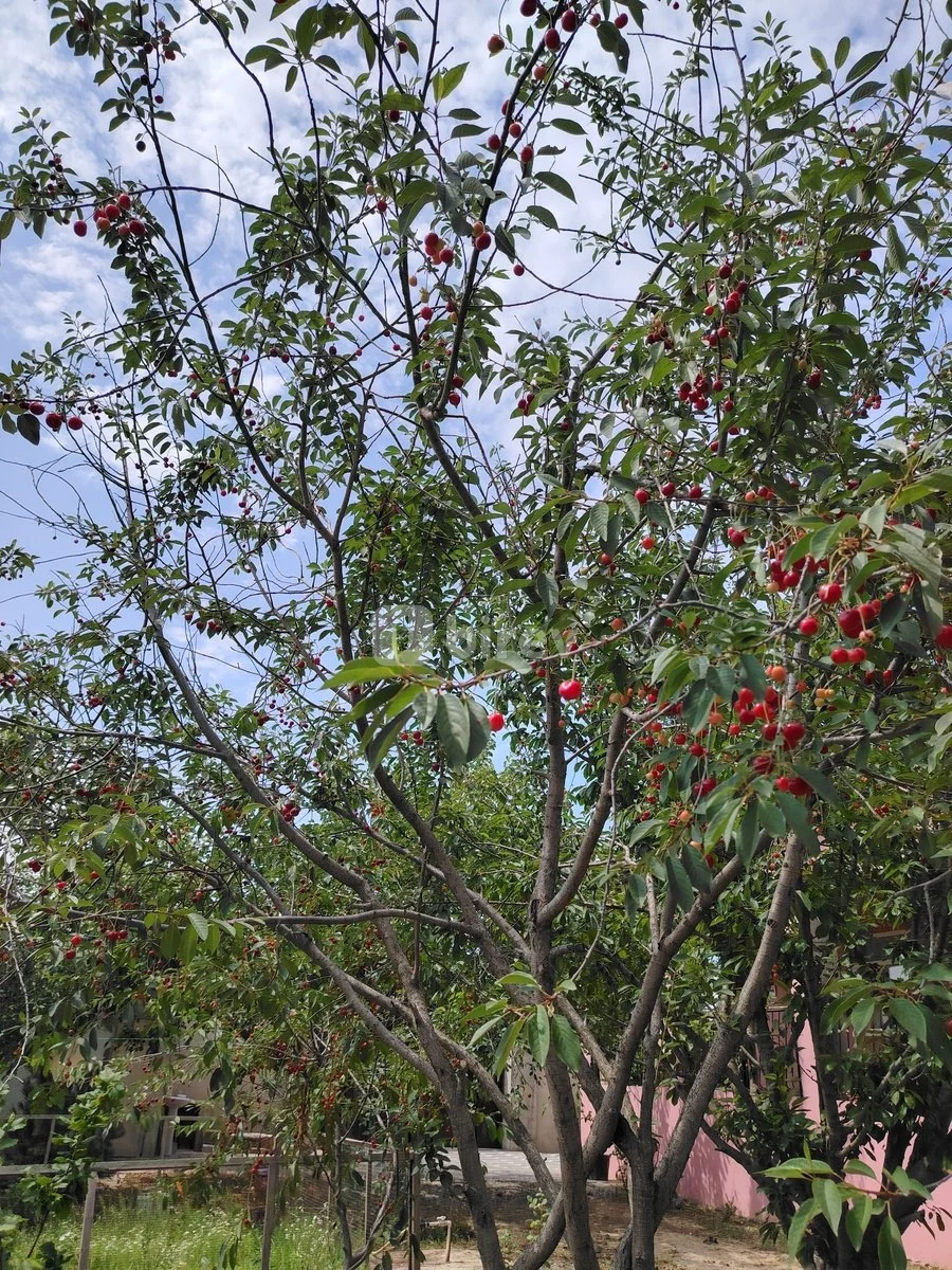 4 otaqlı həyət evi, Saray q., Saray qəsəbəsi, Abşeron rayonu — şəkil 16