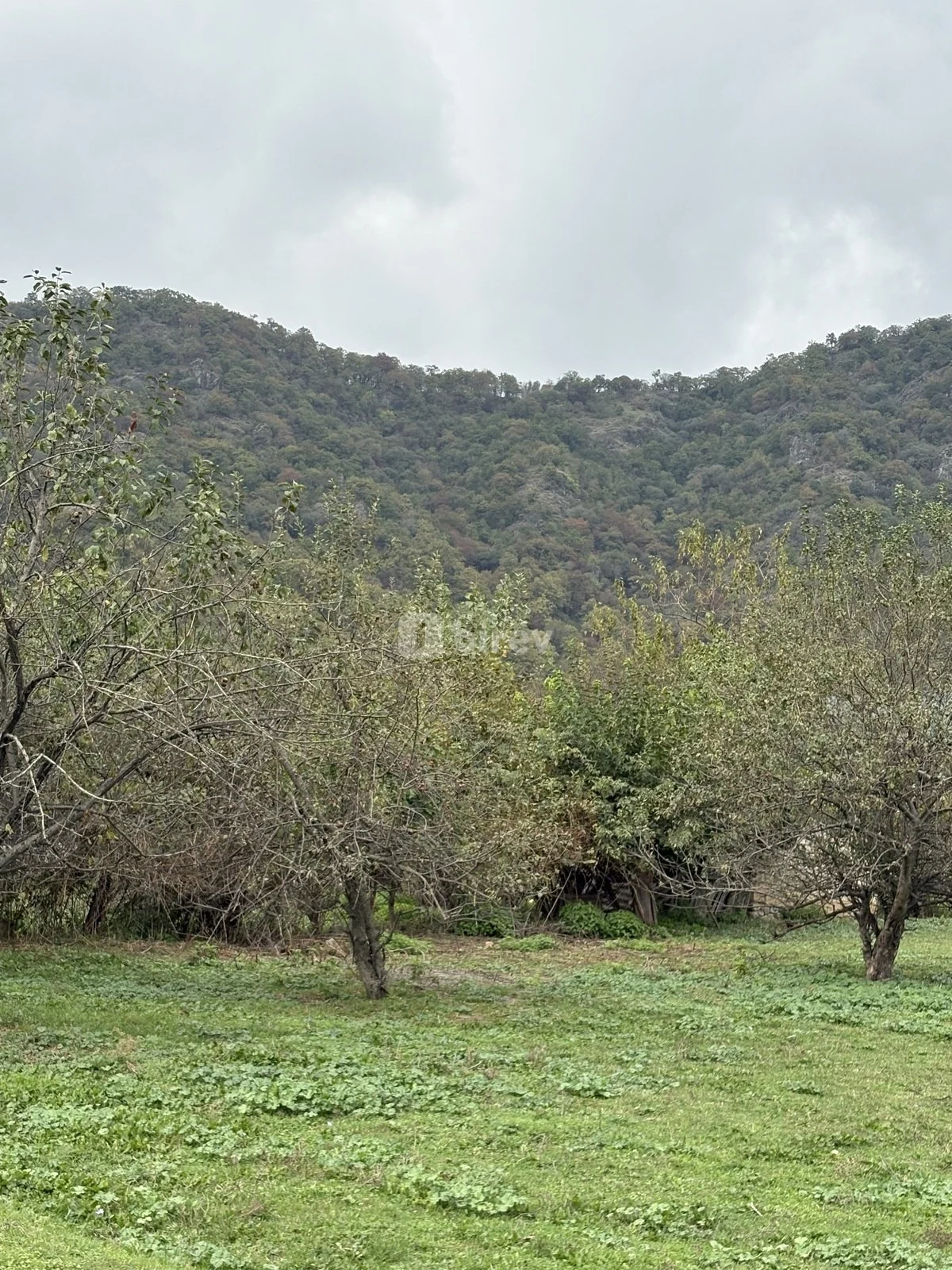 25 sot torpaq, Vəndam, Vəndam qəsəbəsi, Qəbələ rayonu — şəkil 4