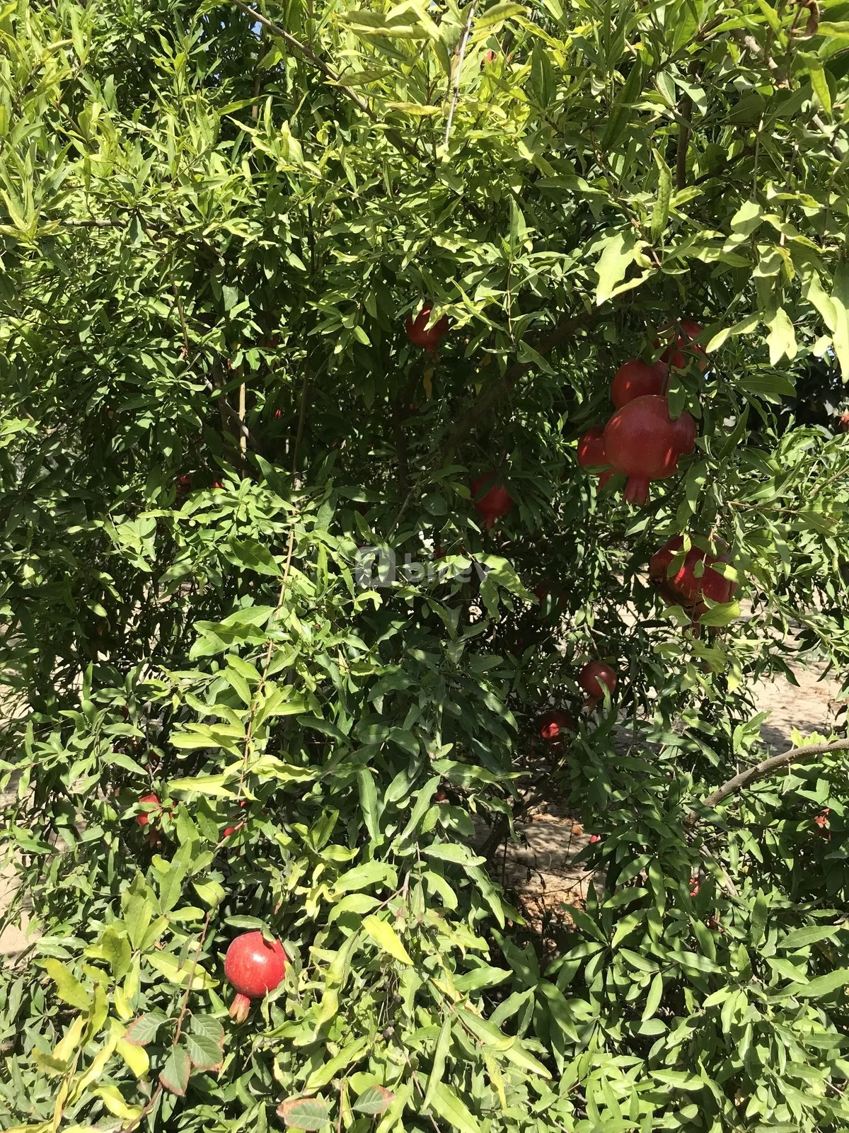 5 otaqlı həyət evi, Bilgəh q., Azərbaycan Qadını küçəsi, Sabunçu rayonu — şəkil 21