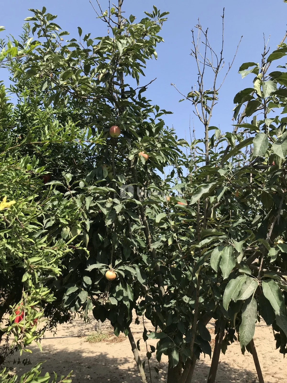 5 otaqlı həyət evi, Bilgəh q., Azərbaycan Qadını küçəsi, Sabunçu rayonu — şəkil 22