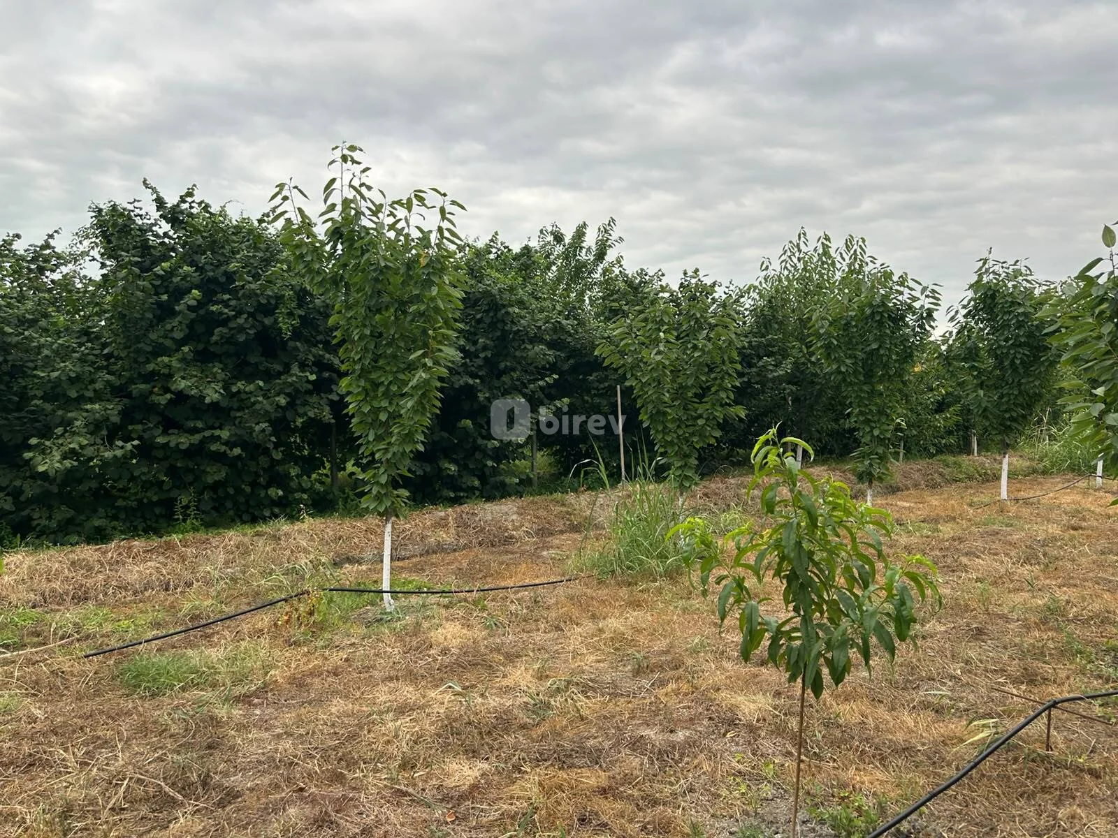 3 otaqlı həyət evi, Xaçmaz rayonu, Çiləgir kəndi — şəkil 10