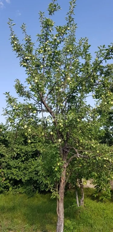 8 otaqlı həyət evi, İvanovka, İsmayıllı, İsmayıllı rayonu — şəkil 26