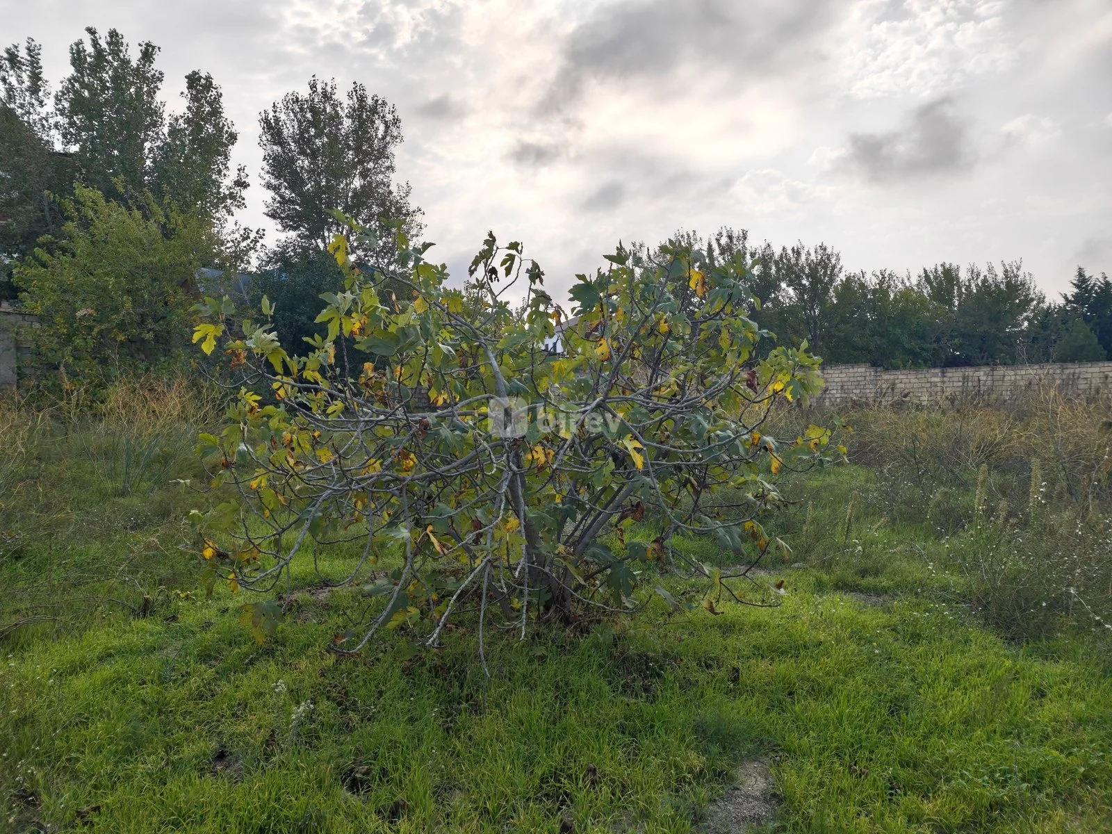12 sot torpaq, Binəqədi q., Novxanı qəsəbəsi, Binəqədi rayonu — şəkil 11