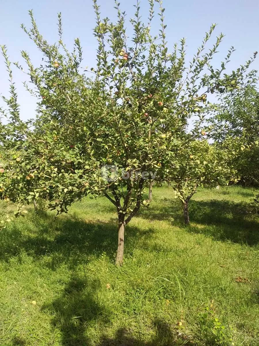 20 sot torpaq, Şabran rayonu, Şabran rayonu — şəkil 2