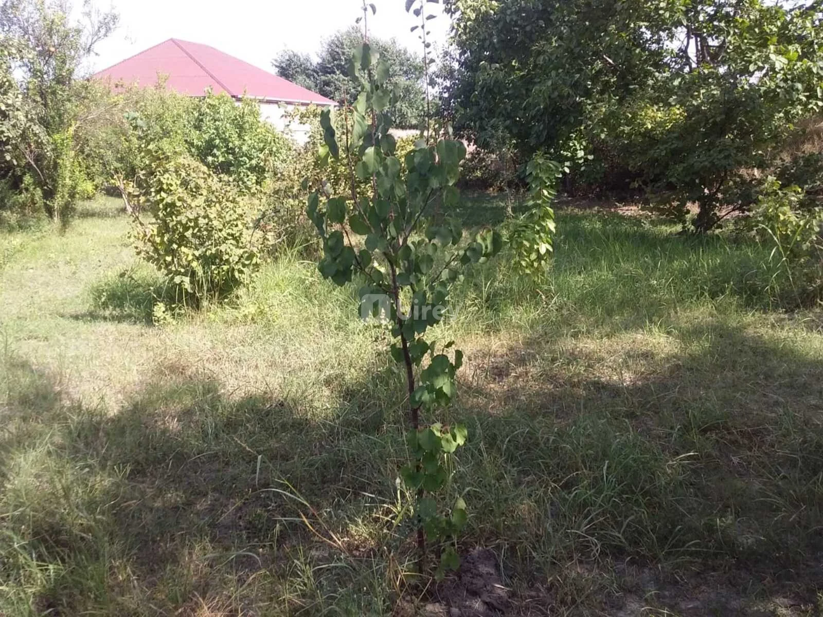 20 sot torpaq, Şabran rayonu, Şabran rayonu — şəkil 5