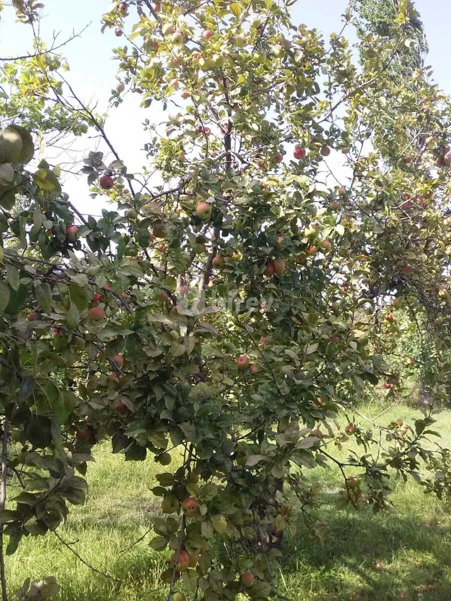 20 sot torpaq, Şabran rayonu, Şabran rayonu — şəkil 8