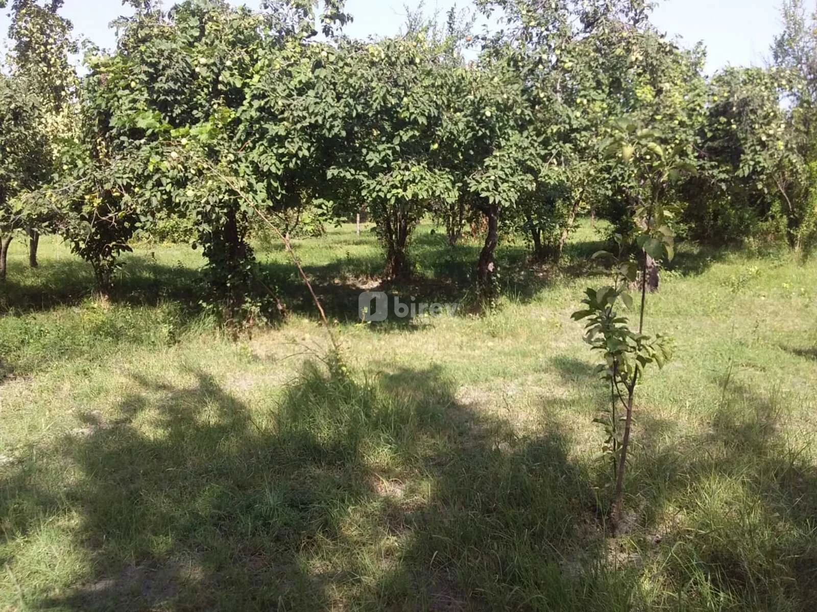 20 sot torpaq, Şabran rayonu, Şabran rayonu — şəkil 9