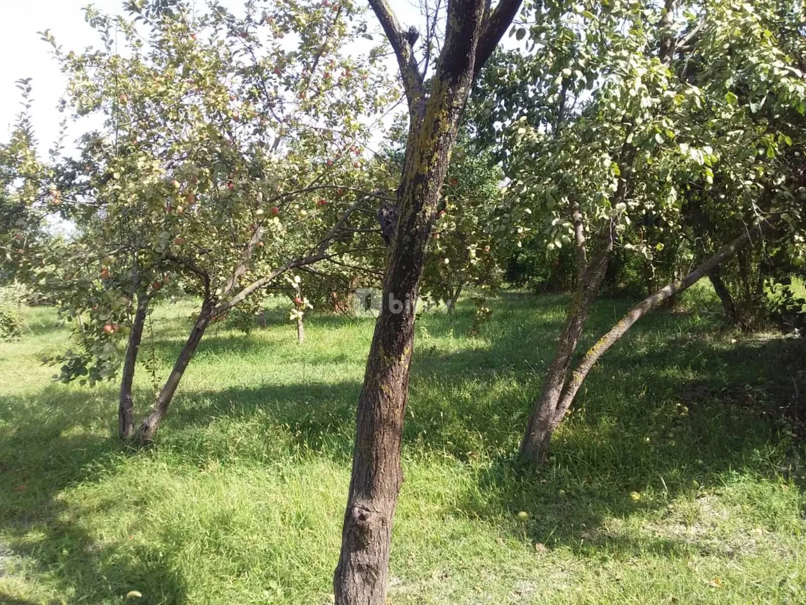20 sot torpaq, Şabran rayonu, Şabran rayonu — şəkil 10