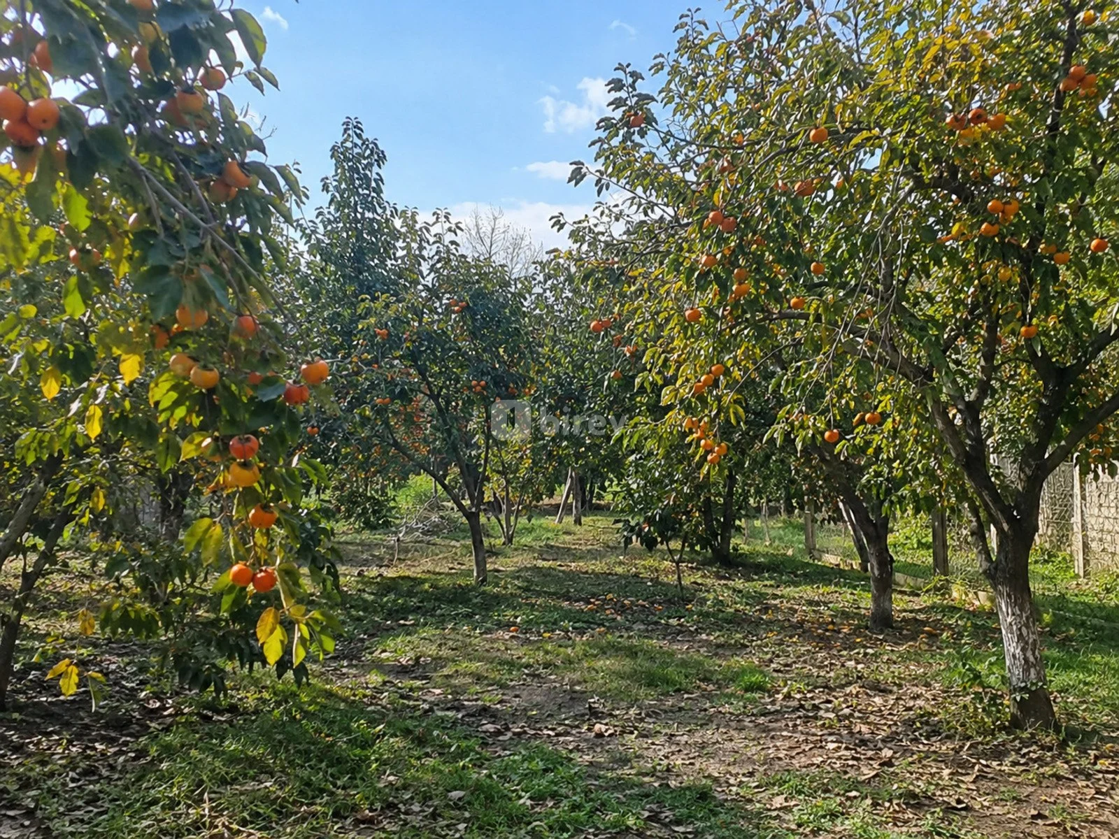 12 sot torpaq, Göyçay rayonu, Kürdəmiş kəndi — şəkil 1