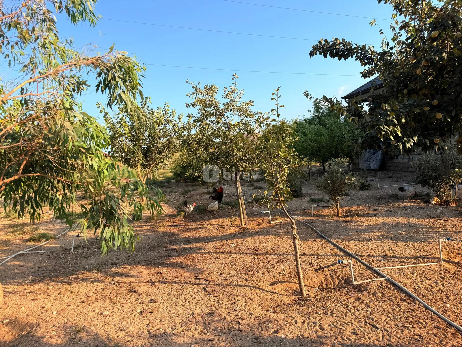 5 otaqlı həyət evi, Qala q., Qala qəsəbəsi Xaşa-xuna bağları, Xəzər rayonu — şəkil 18
