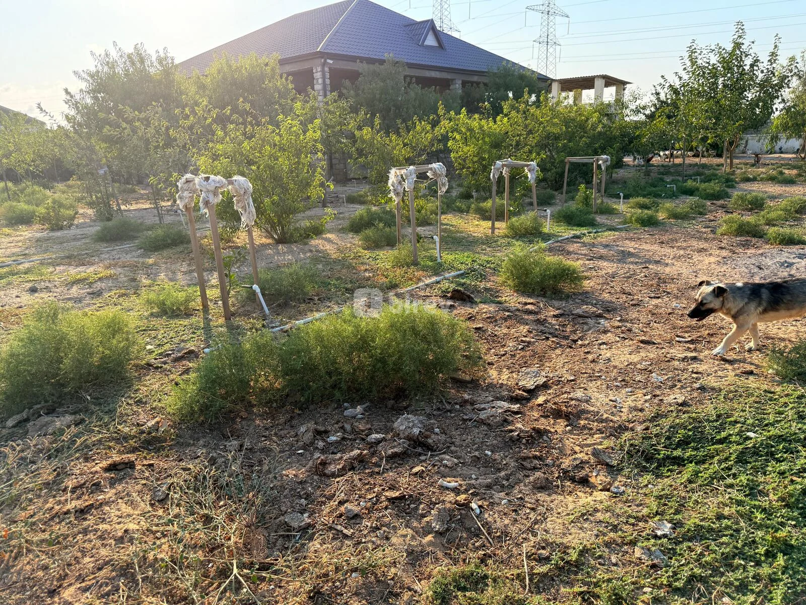 5 otaqlı həyət evi, Qala q., Qala qəsəbəsi Xaşa-xuna bağları, Xəzər rayonu — şəkil 21