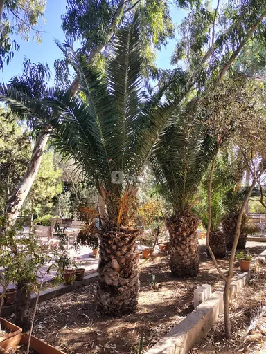 7 otaqlı həyət evi, Nardaran q.