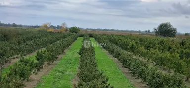 1100 sot torpaq, Xaçmaz rayonu, Xaçmaz r.