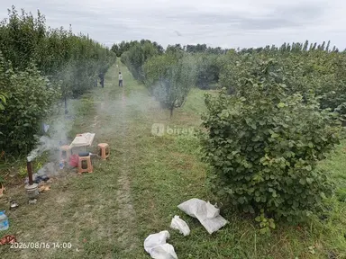 241 sot torpaq, Xaçmaz rayonu, Xaçmaz r.