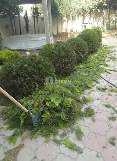 Bağban — iş nümunəsi 1